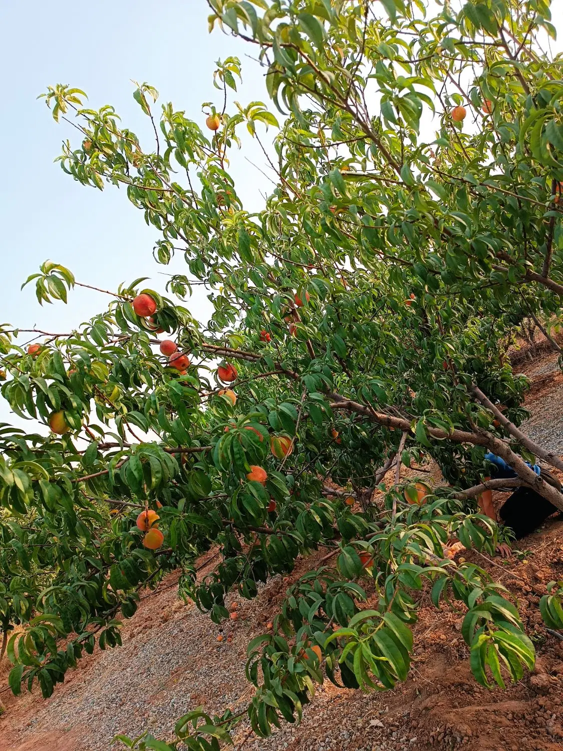 فروش باغچه