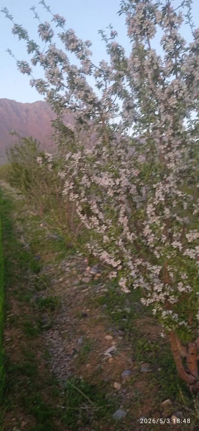 فروش باغ سیب و زمین زراعی