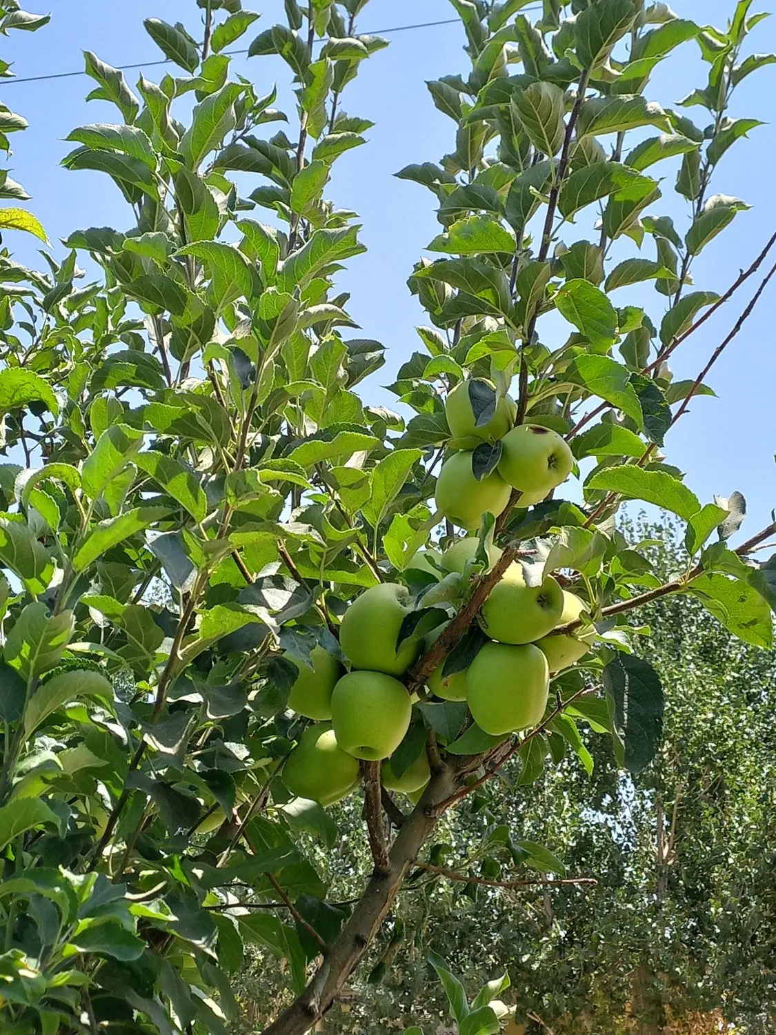 باغ فروشی