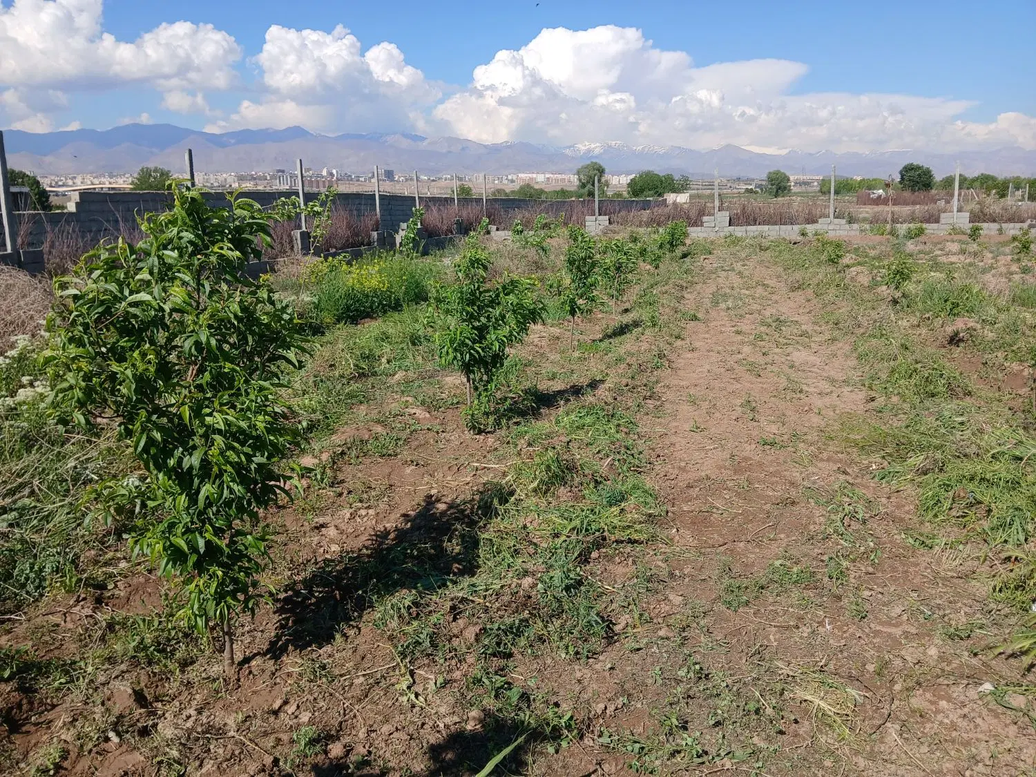 باغچه ۴دیواری ینگی امام