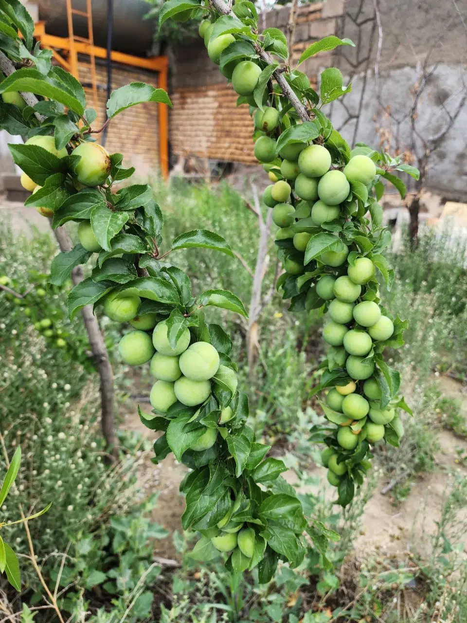 معاوضه چند قطعه زمین گلمکان با ماشین