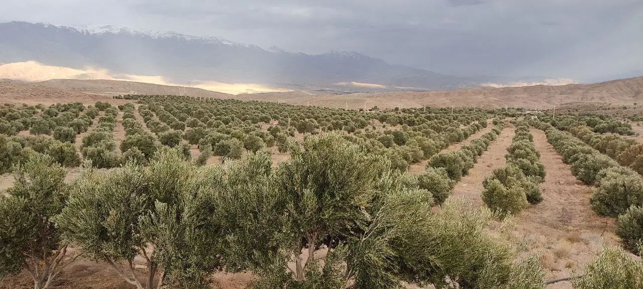 فروش زمین زراعی