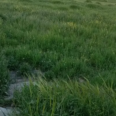 زمین شهرک مولوی