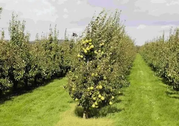 ۲_۵هکتار باغ گلابی سرمایه گذاری(گلخانه_کشت و صنعت)