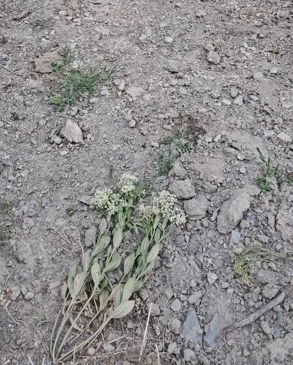زمین مسکنی درسهرورد