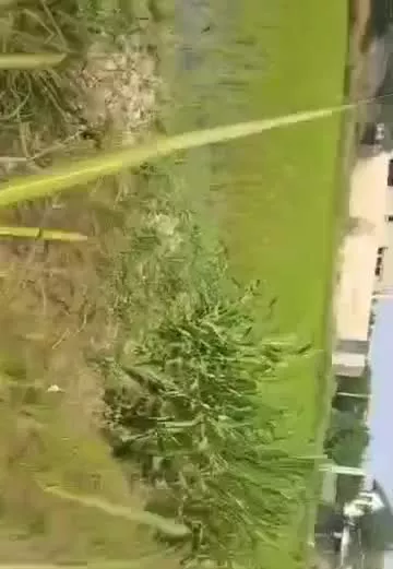زمین کشاورزی