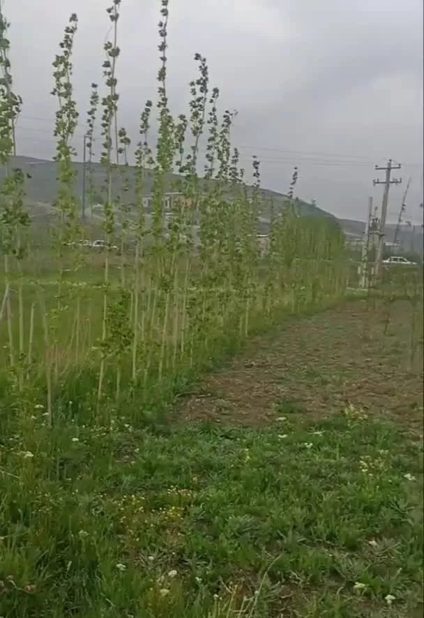 زمین باغ بطرف سرعین