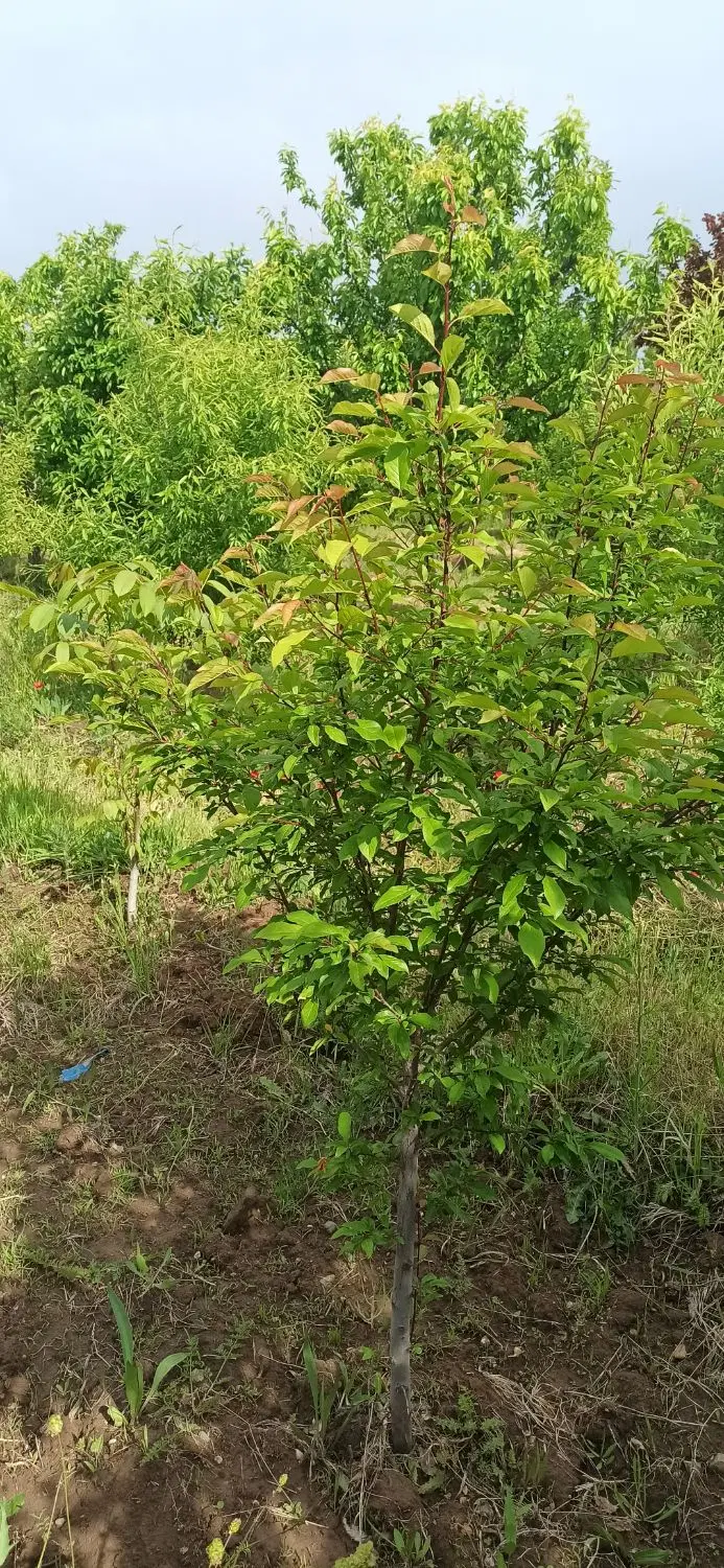باغ زیبا در بناب مرند