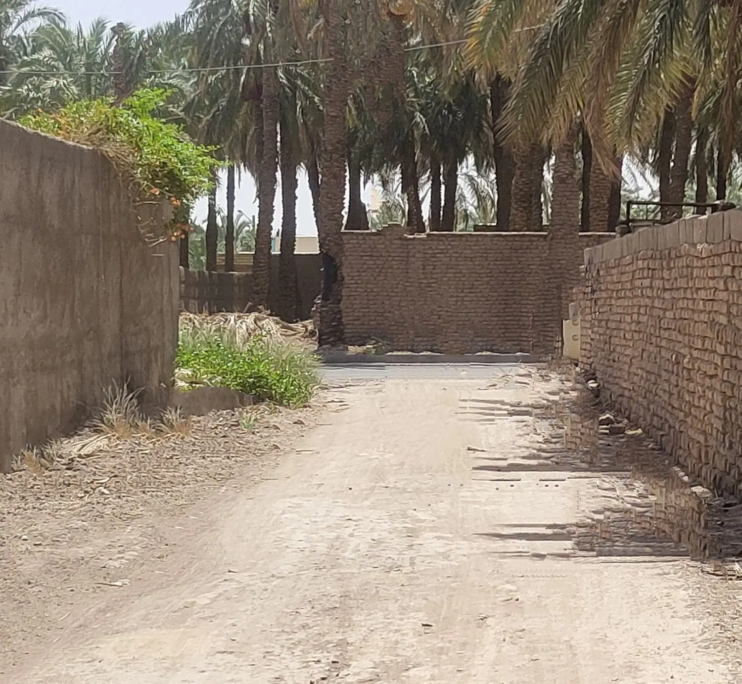 زمین باغی