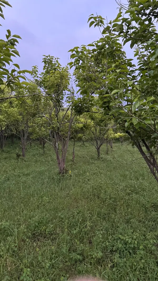 1000متر زمین کشاورزی (باغ خرمالو )