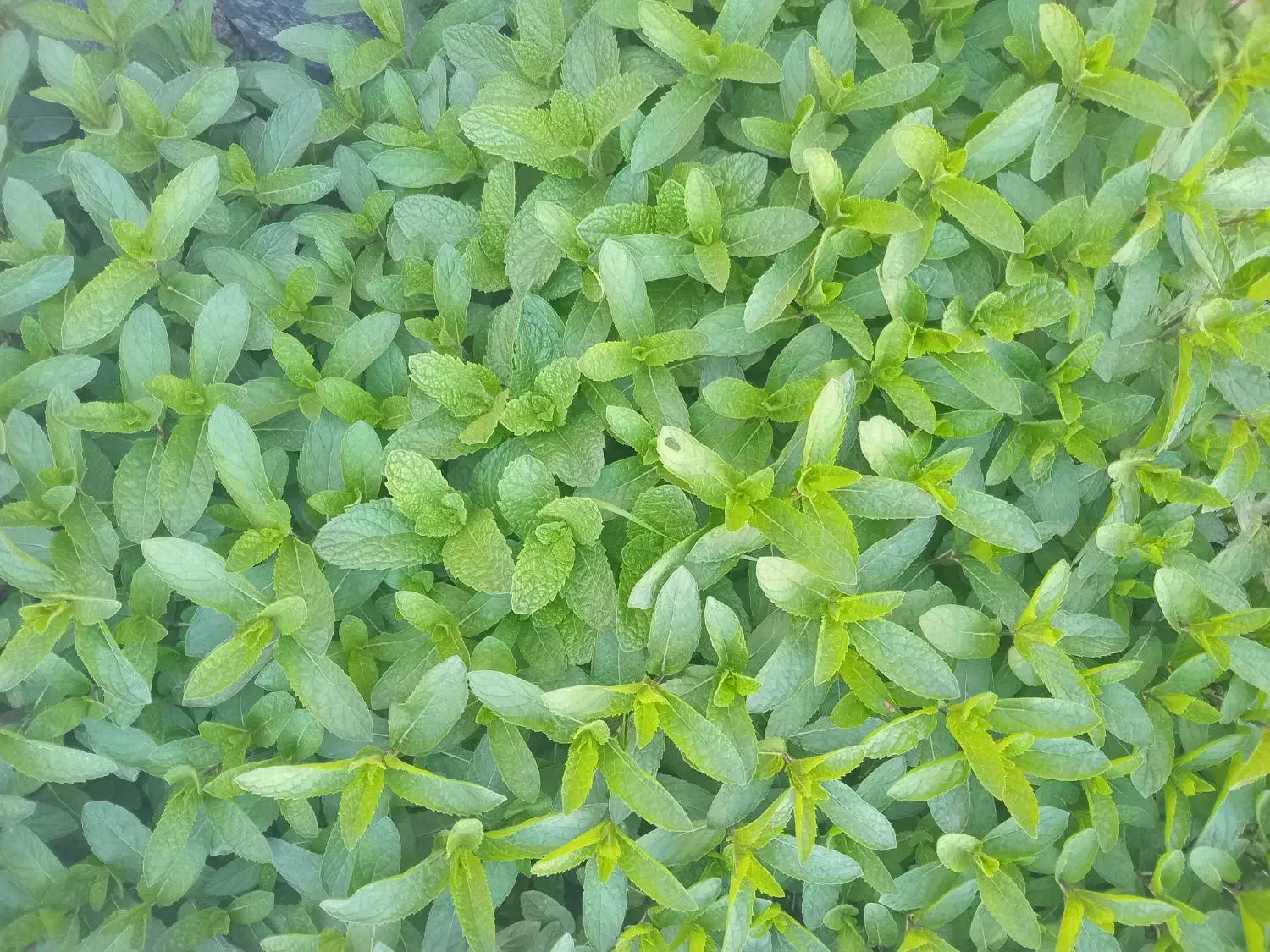 زمین باغ فروشی