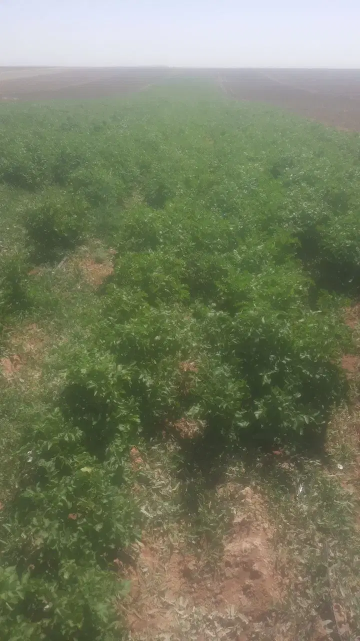 فروش زمین  باغی