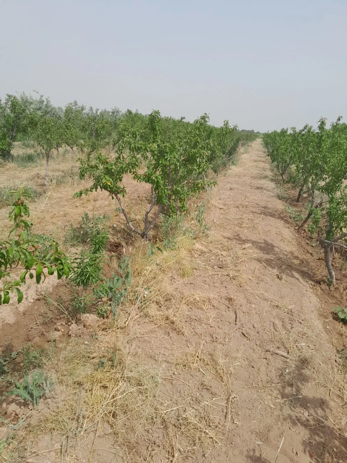 فروش باغ و زمین