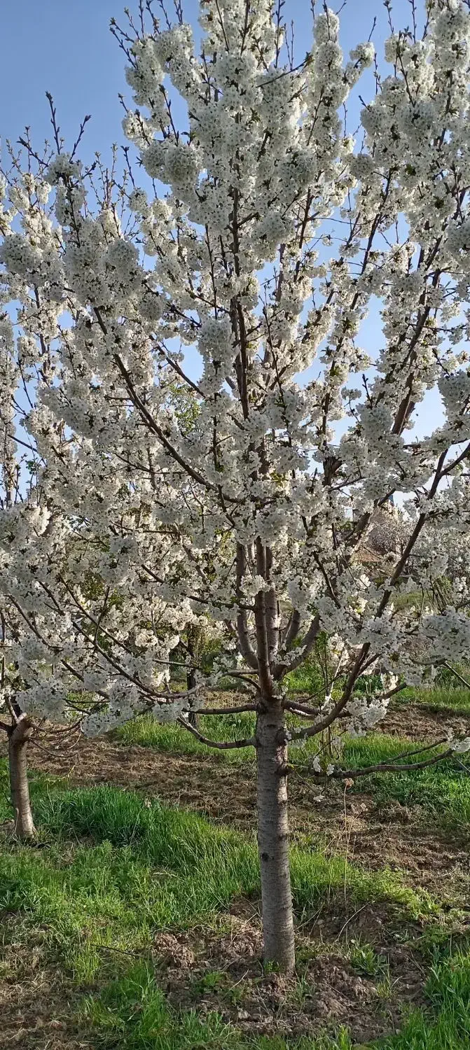 باغ فروشی در گلمکان