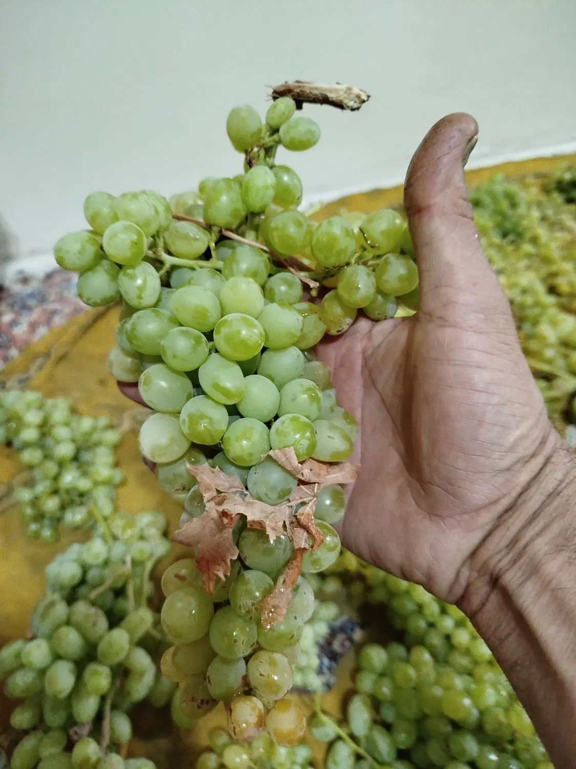 ۱۲۷۷متر باغ دوکوهک
