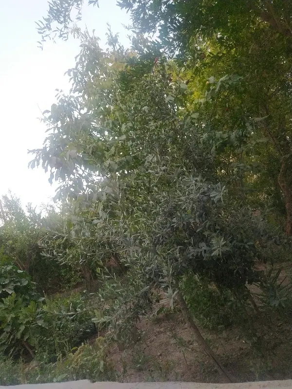 فروش زمین باغی