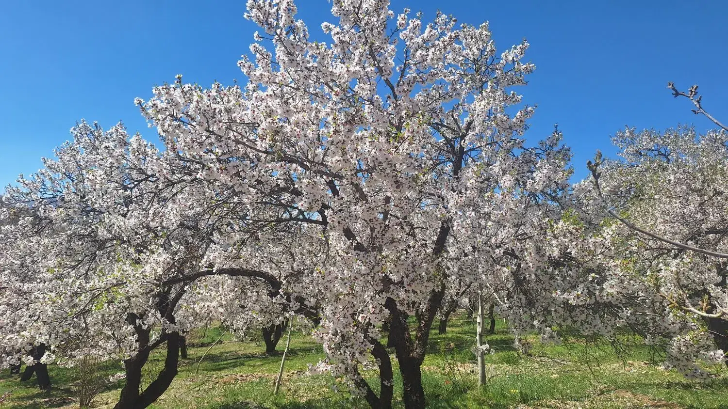 ویلا _ باغ _ باغچه نقلی _مکانیزه دنج و آرام
