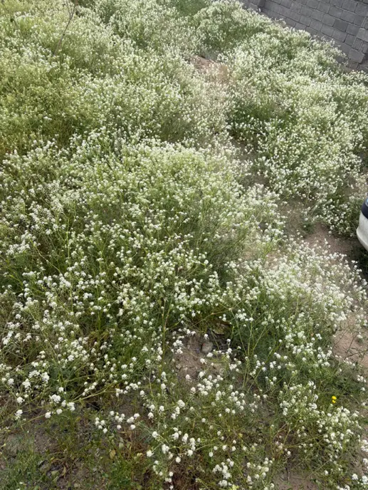 زمین فروشی ملک زاده