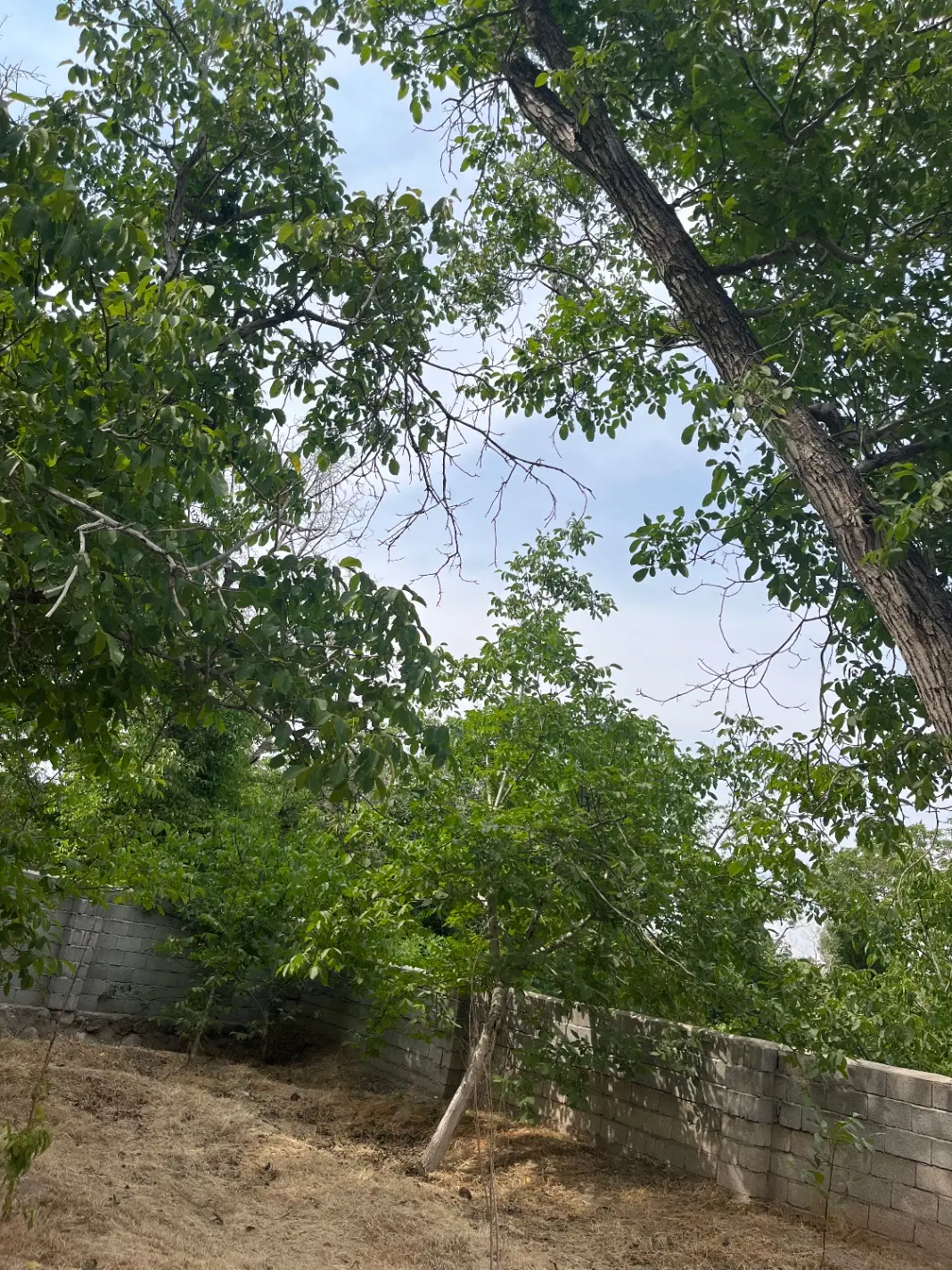 باغ انشعاب دار در اسکو