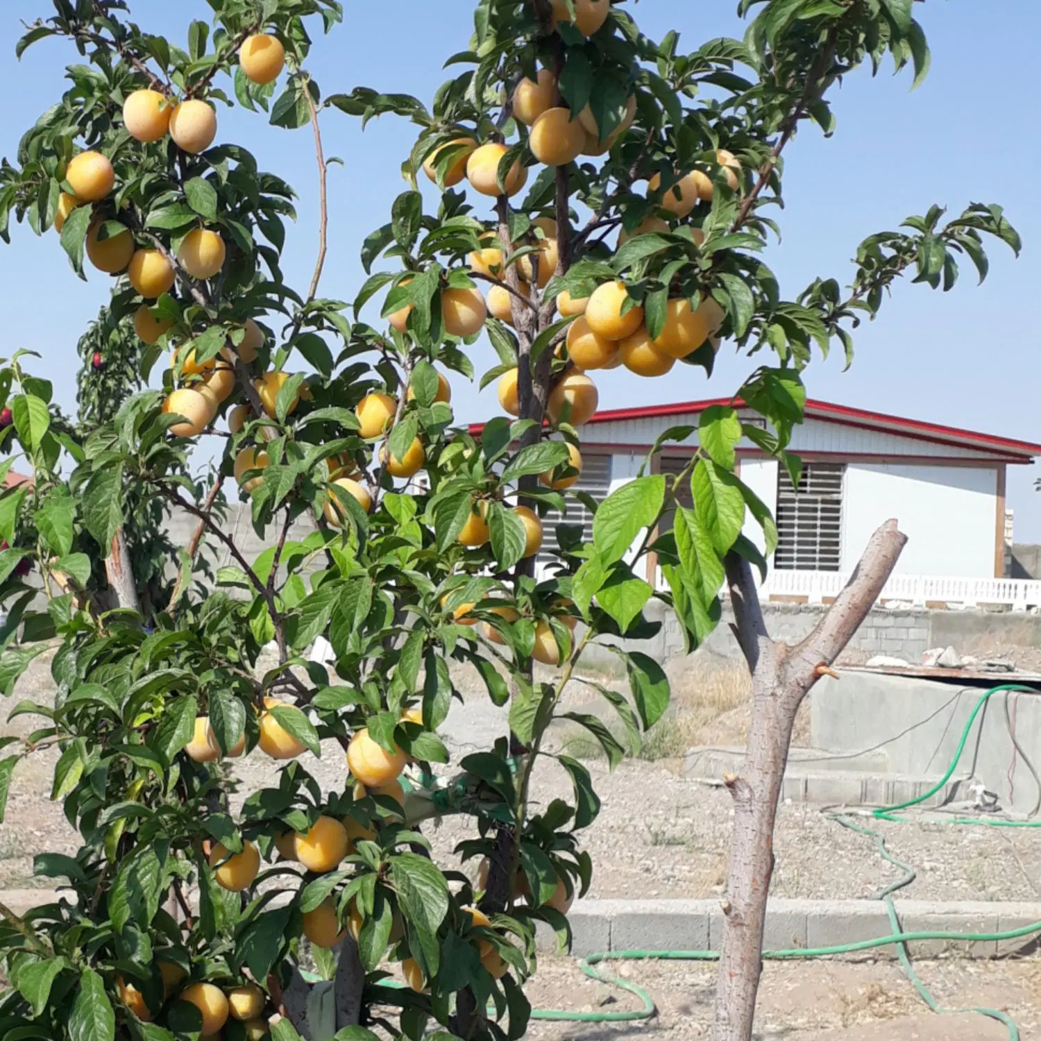 خانه باغ موقعیت دار خوش آب و هوا