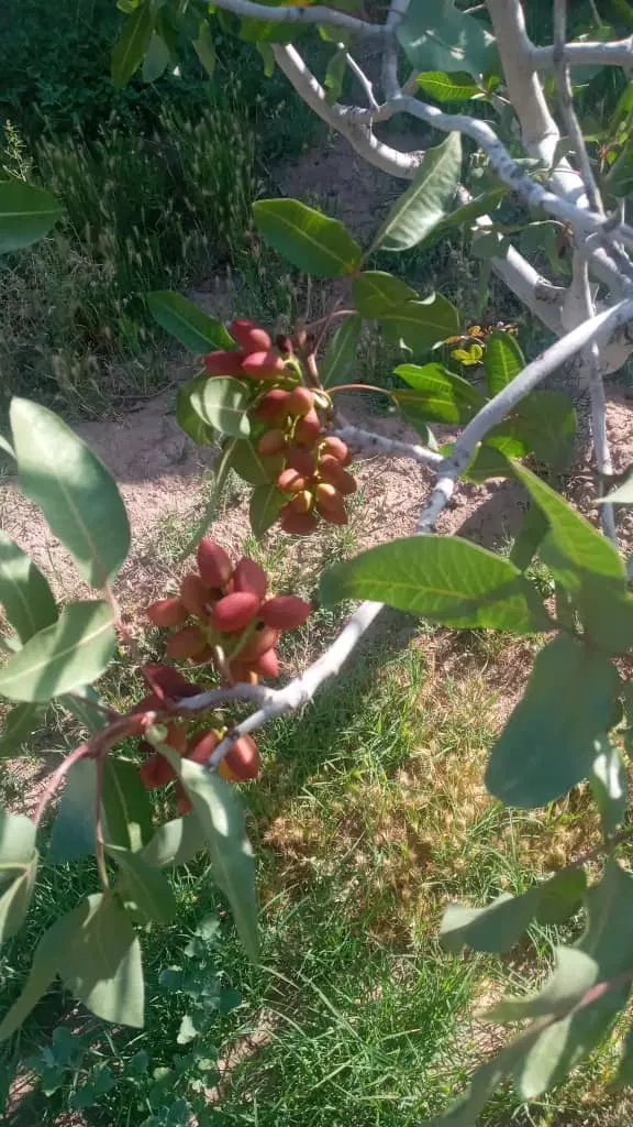 زمین کشاورزی با تغییر کاربری
