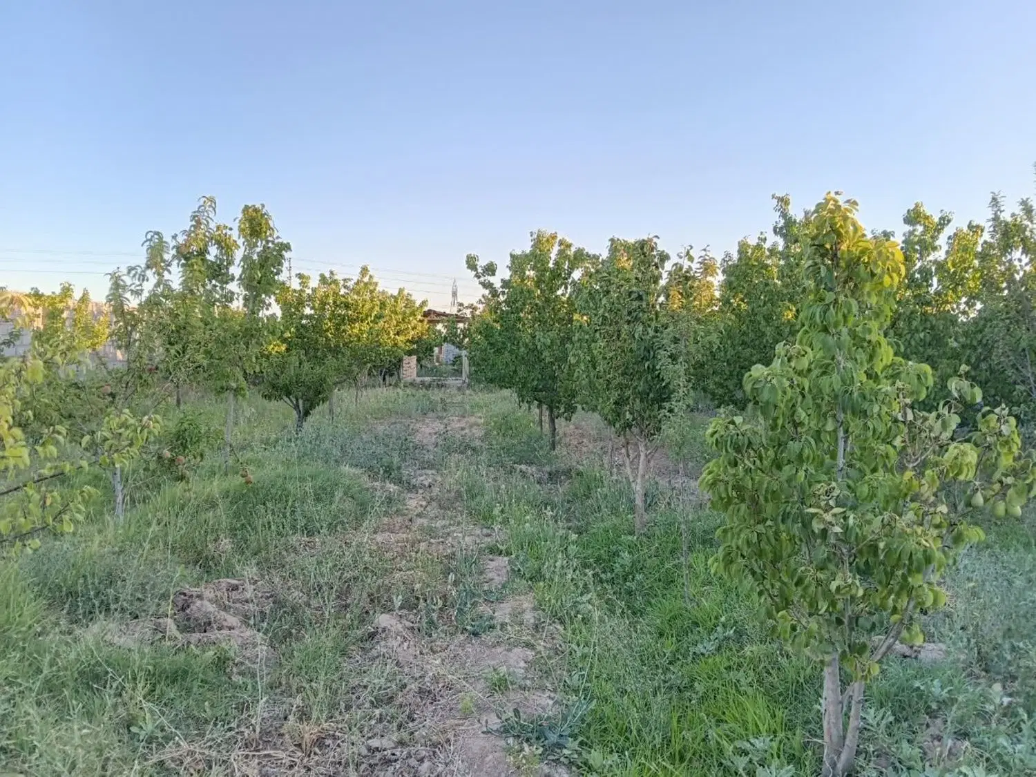 باغ روستای جوشقان