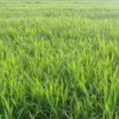 زمین کشاورزی