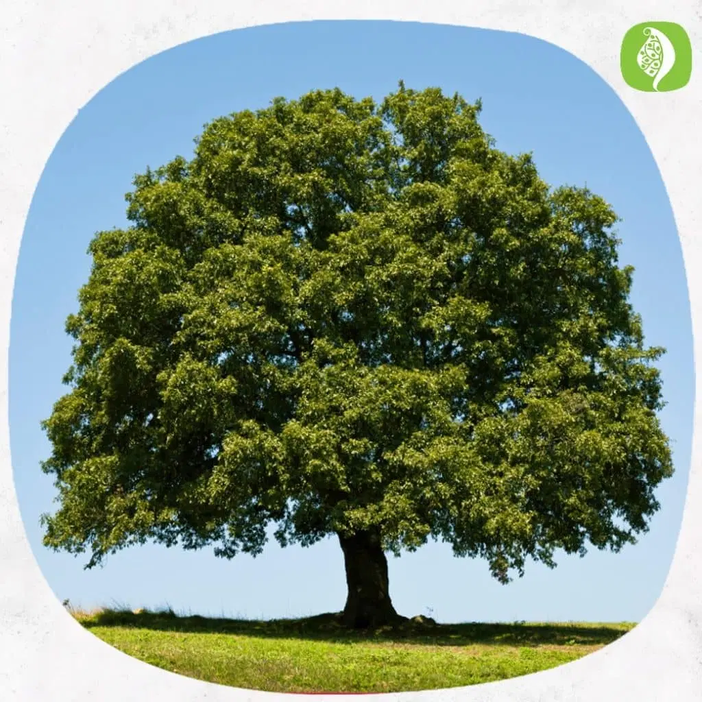 فروش باغچه اطراف شهرک مطهری (کویخ) با ابعاد دلخواه