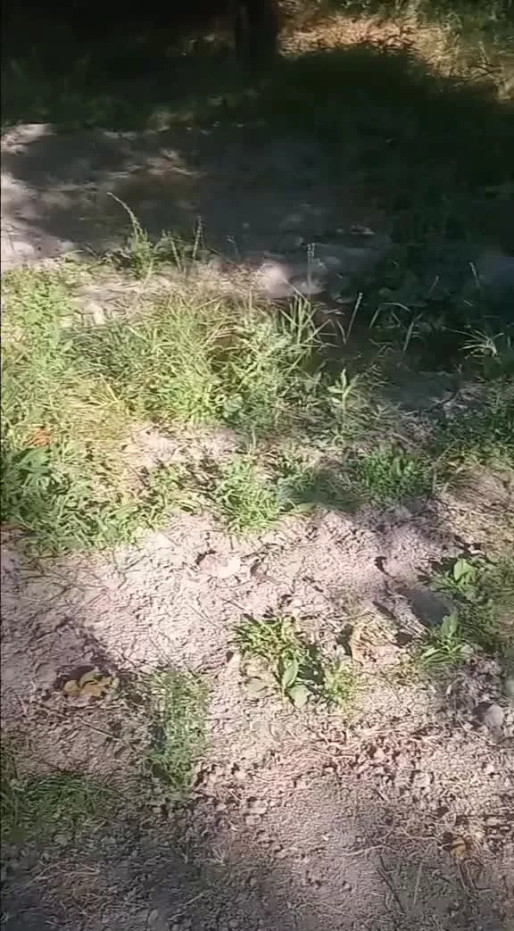 باغچه