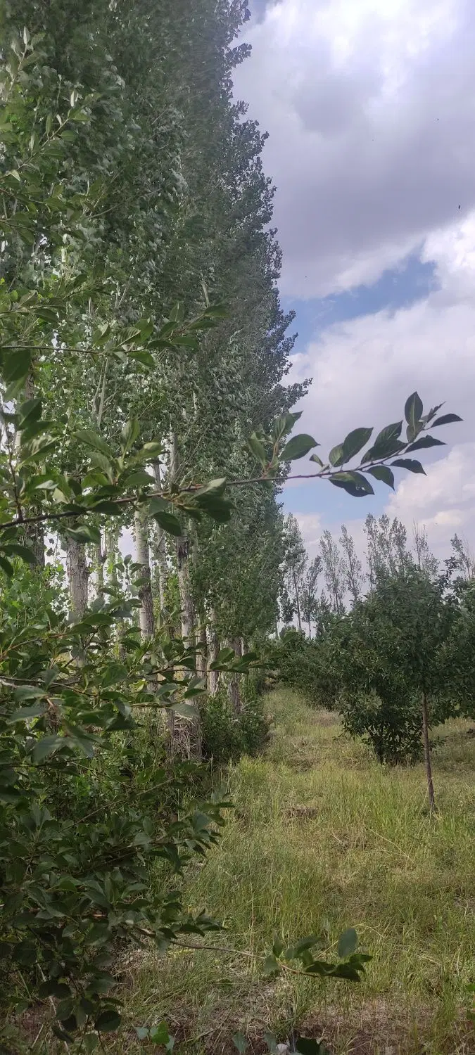 باغ درختی عالی