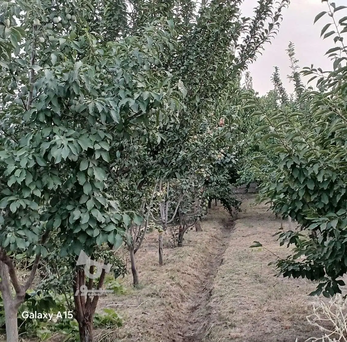 باغ و باغچه
