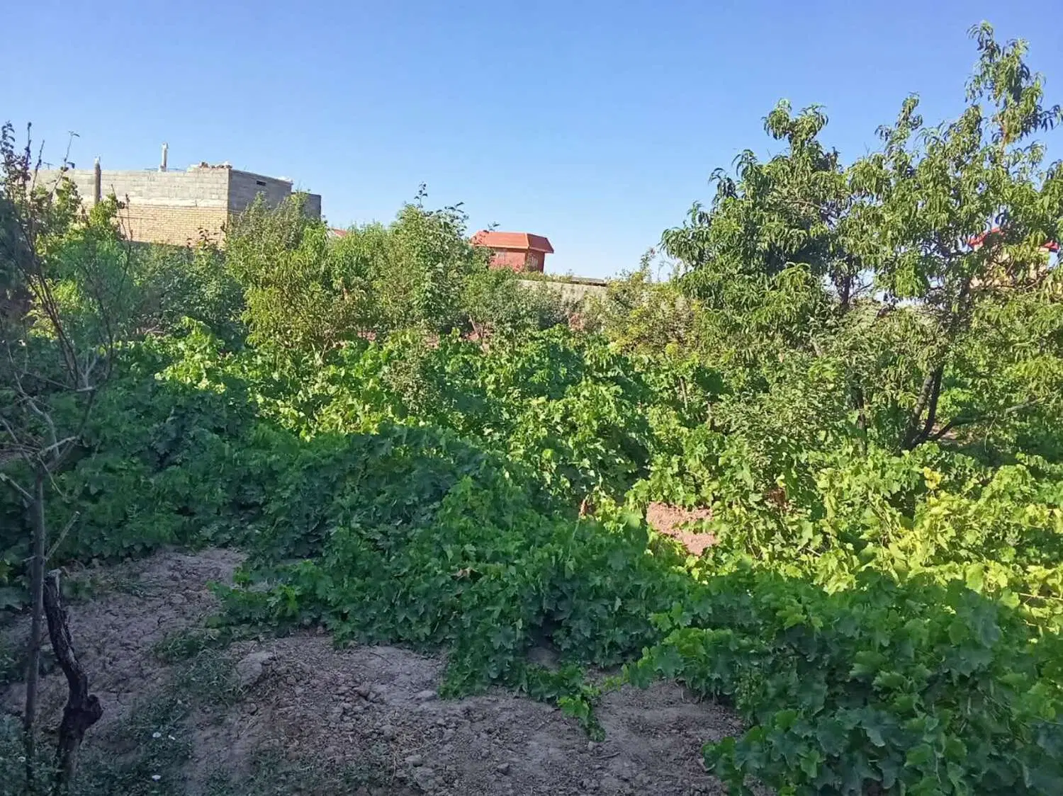 باغ روستایی در فاصله 10 کیلومتری از مرکز شهر