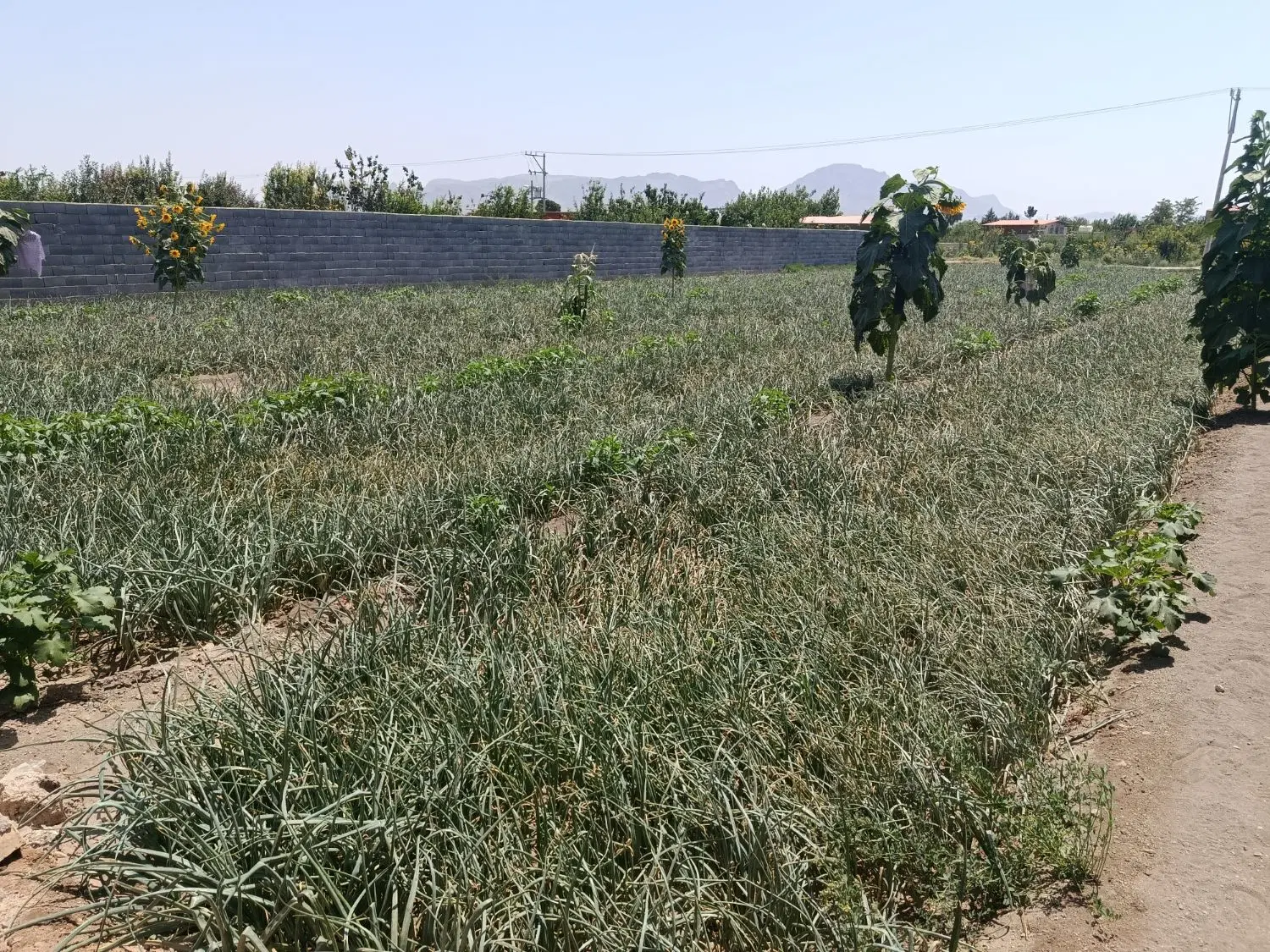 فروش زمین کشاورزی