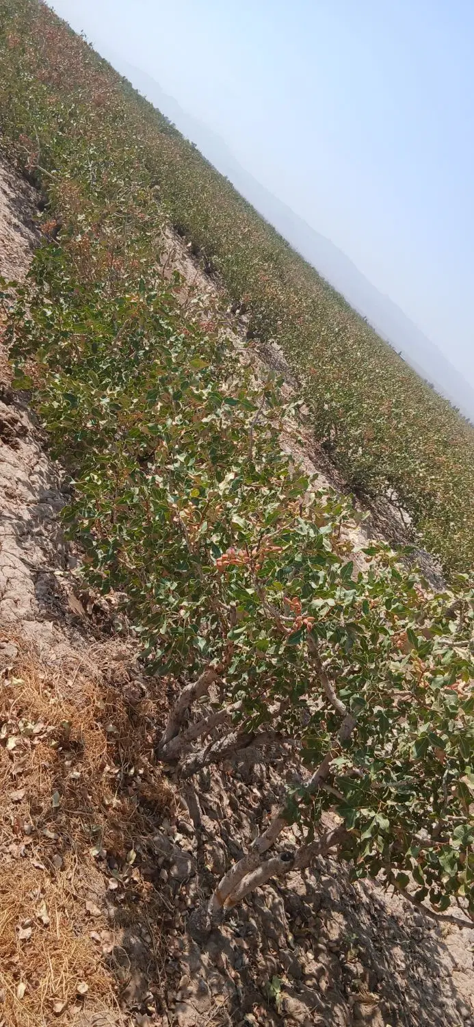 فروش زمین پسته