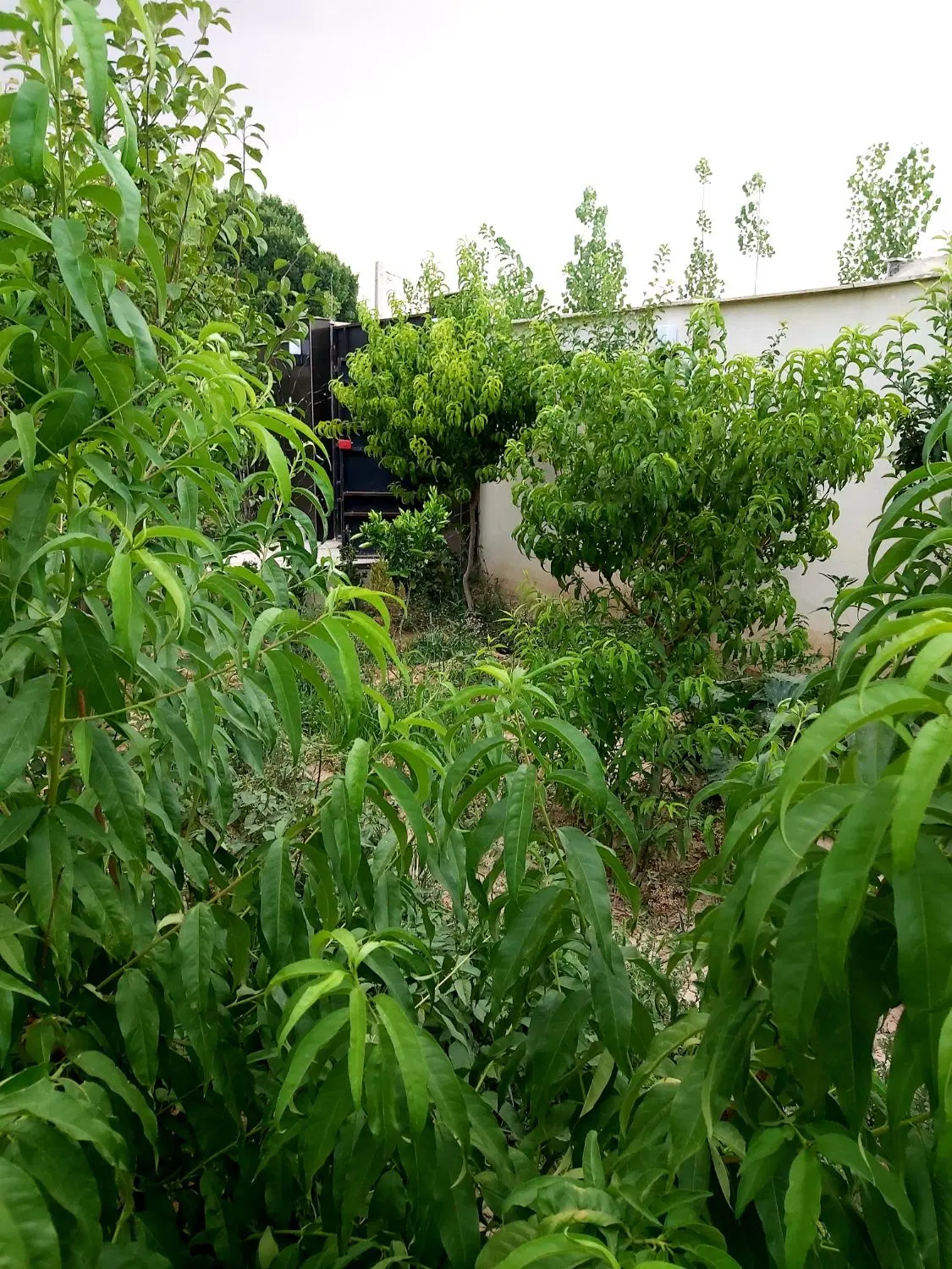 باغ ویلا در صباشهر