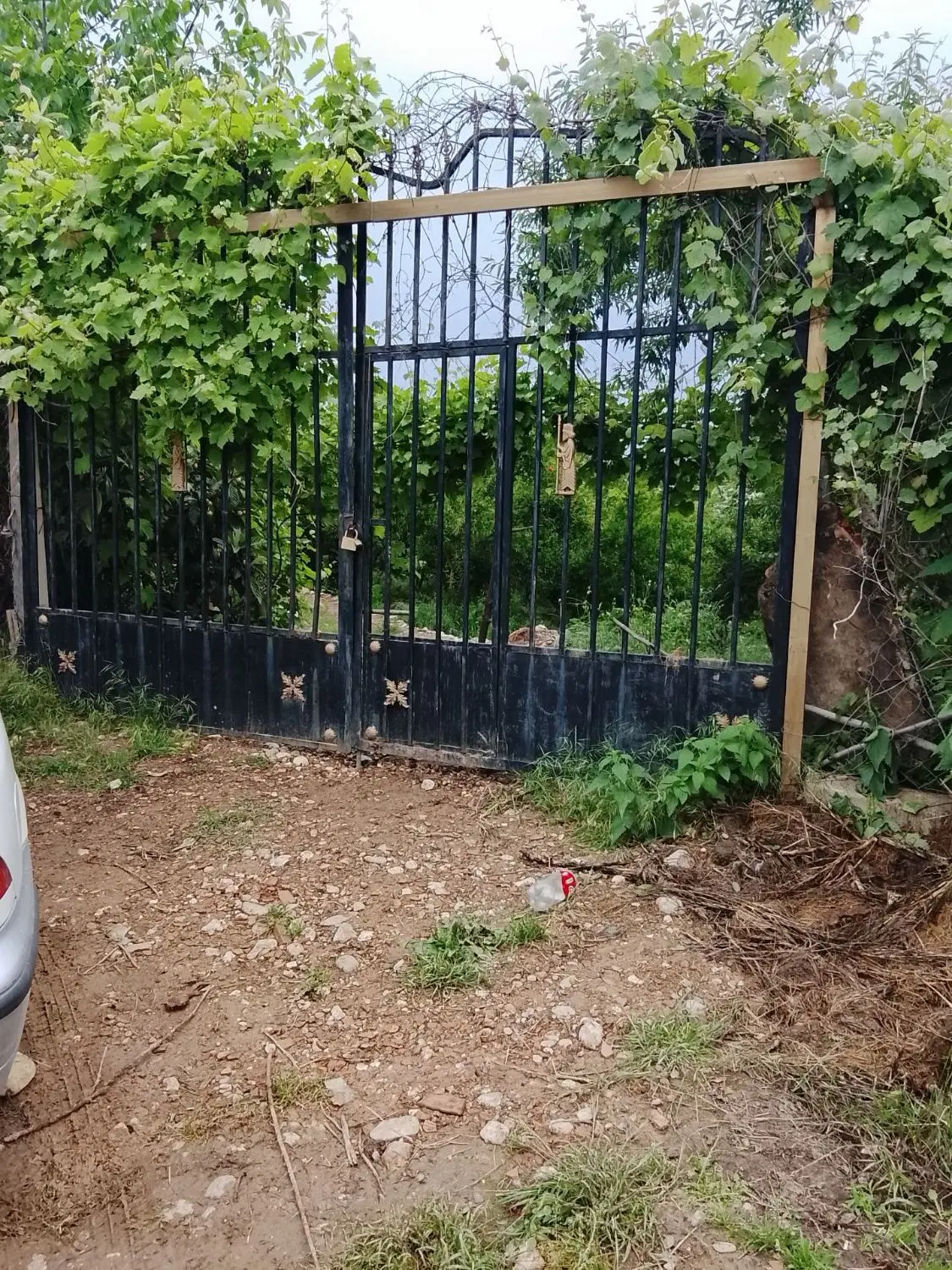 باغ بامجوز۱۰۰۰متری برائت ۸ ساله شموشک جنگلی