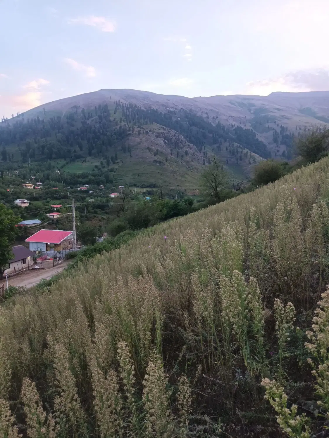 فروش زمین در ییلاق لِر