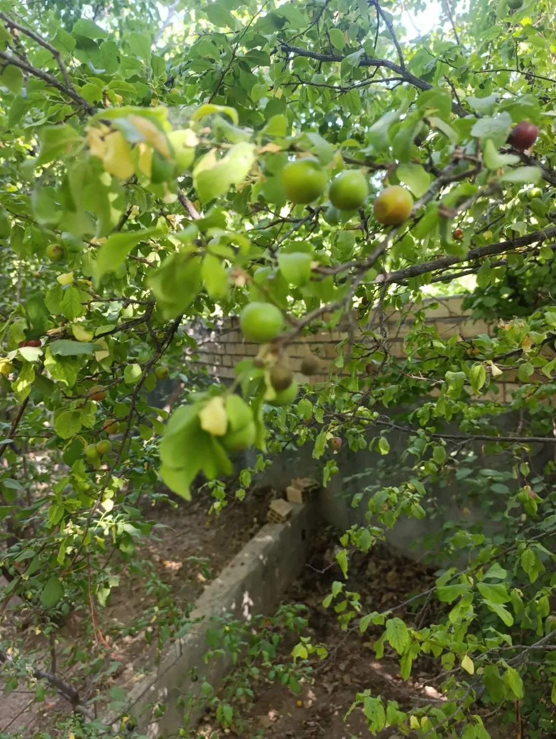 باغ زیبا با کلبه سوئیسی