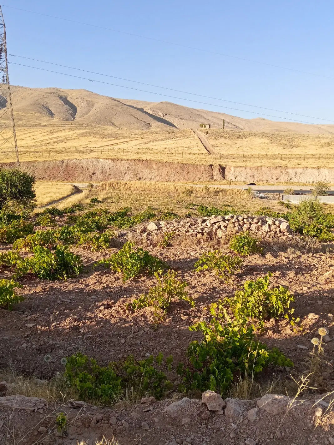 باغ آماده با متراژ 2000متری و درختان بارده