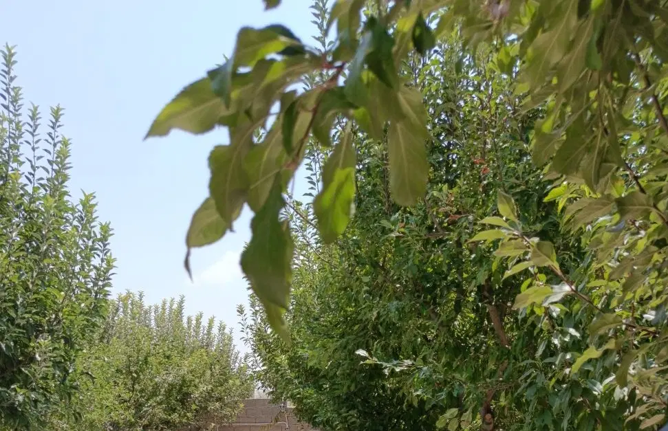باغ  فروشی کوهمره سرخی