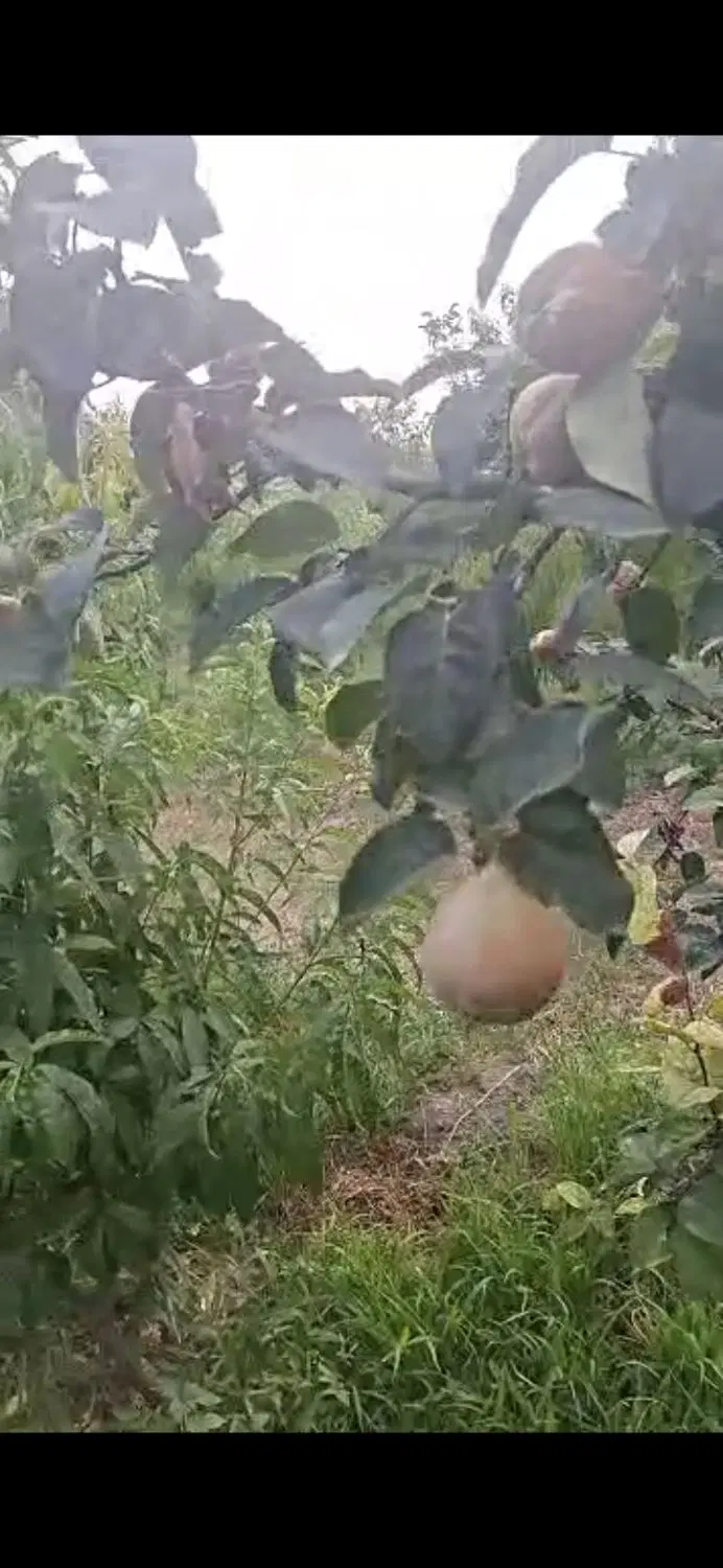 فروش باغ