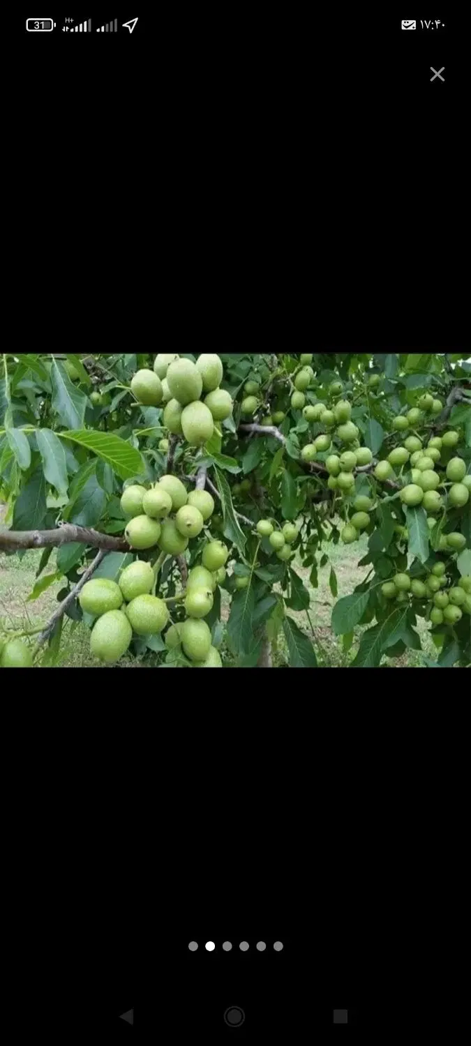 زمین کشاورزی همراه آب برای احداث باغ و