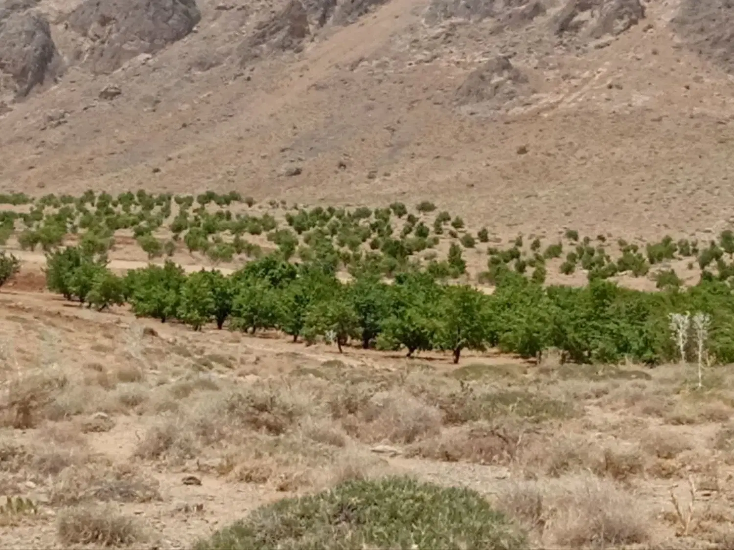 زمین زراعی چادگان فروش فوری