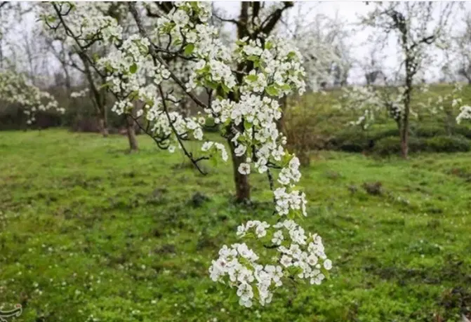 باغ رحیم آباد شرایطی