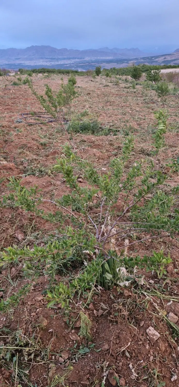 فروش زمین کشاورزی در عمان سامان