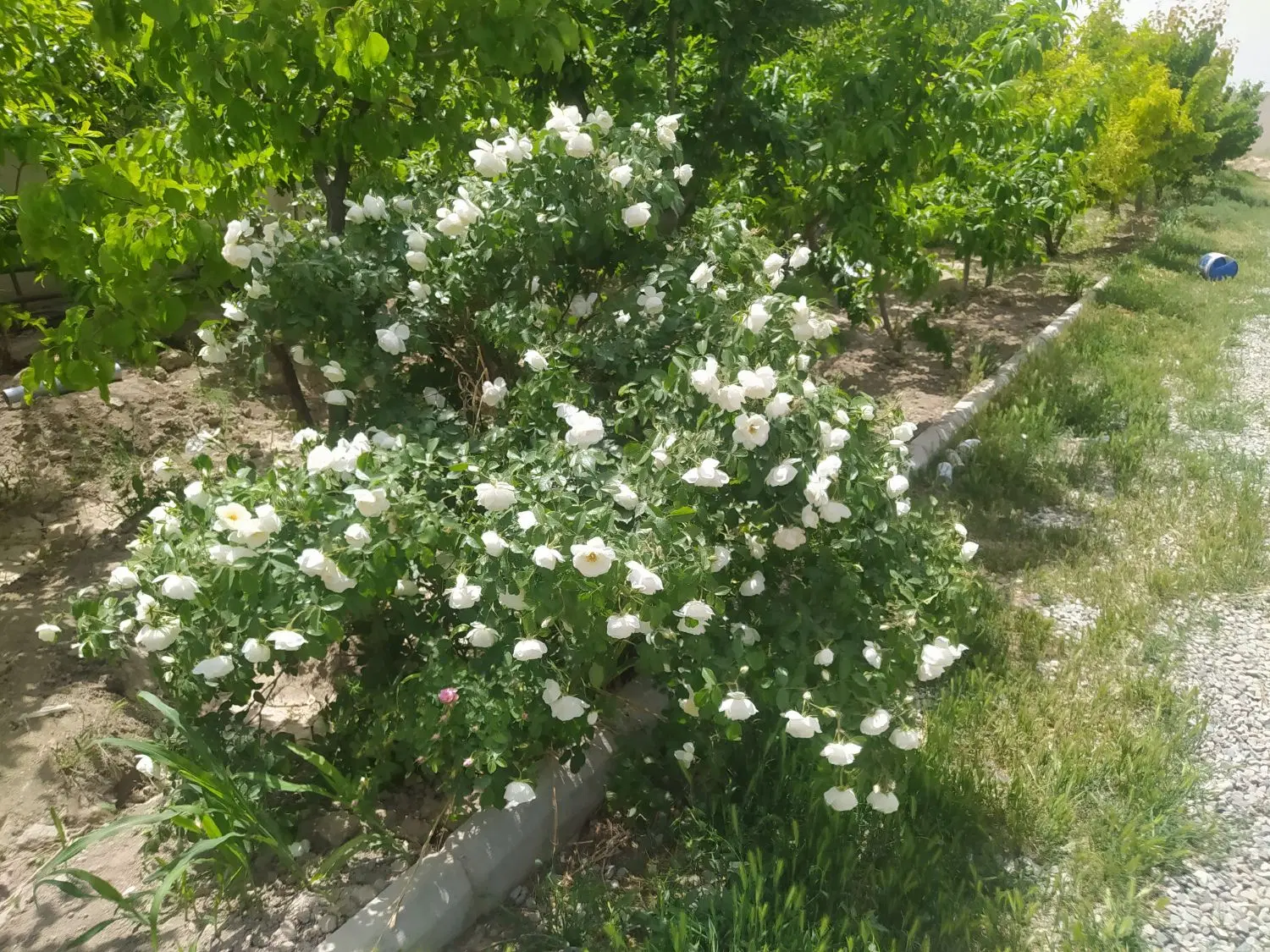 باغچه،چهار دیواری دهشاد پایین