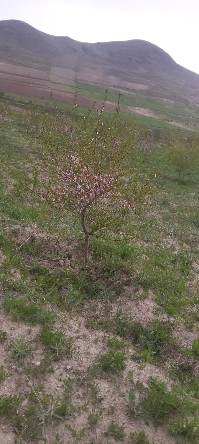 باغ در روستای امیردیزج بهترین منطقه  بکر آب هوایی