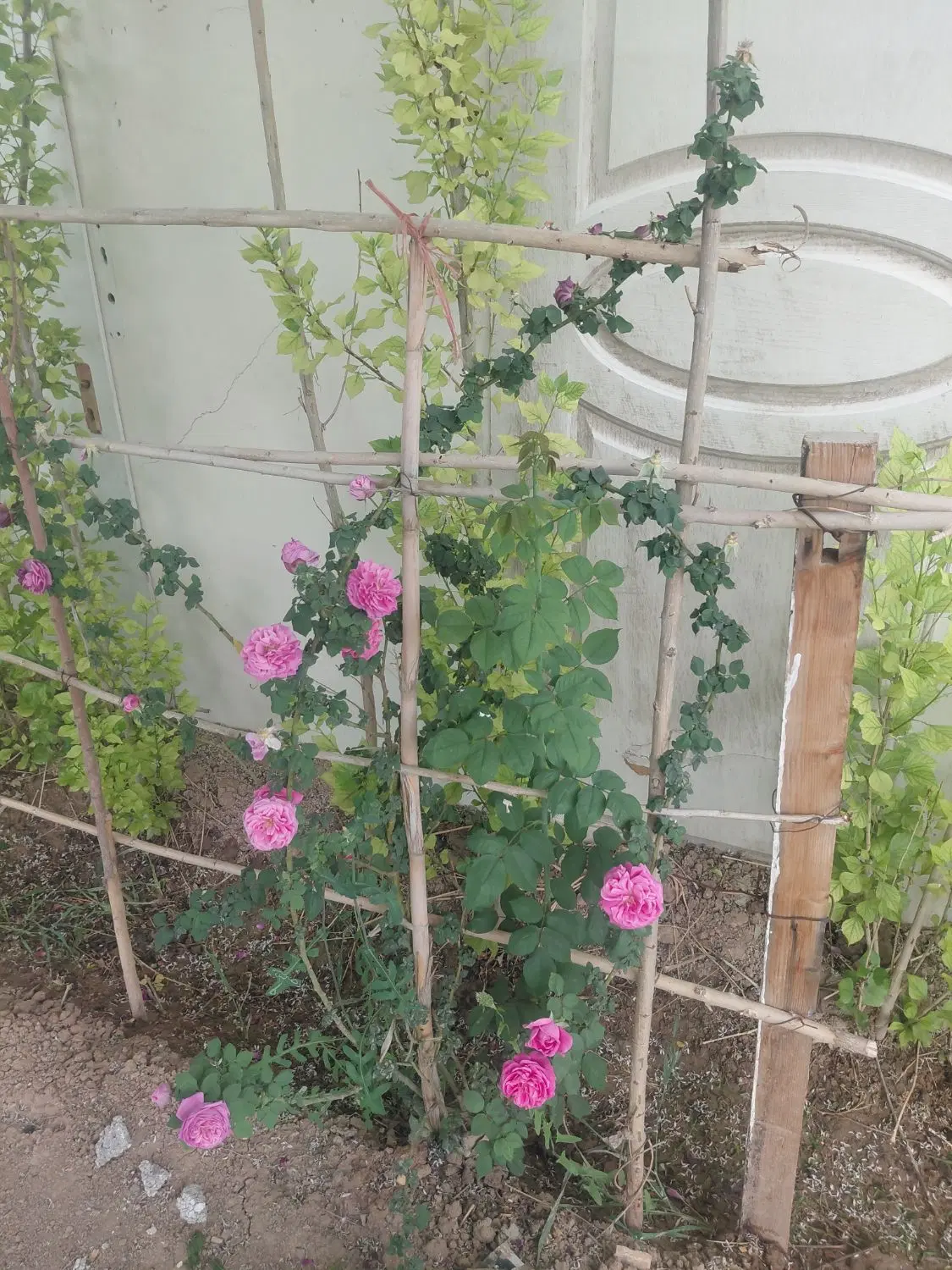 باغچه