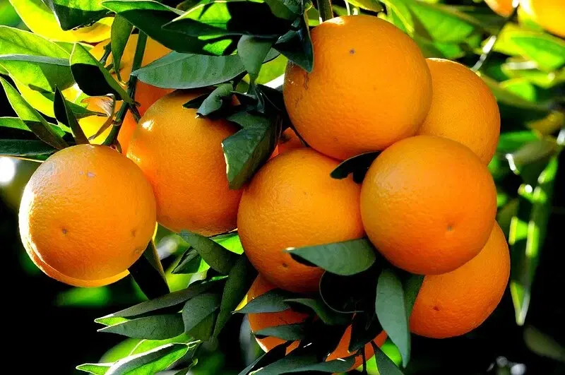 فروش باغ چای و مرکبات و پرتقال