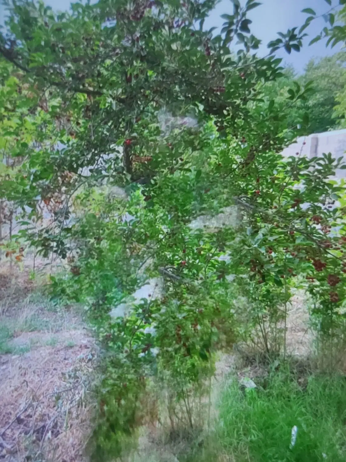 فروش باغ در روستای سرسبز مراد بلاغی جاده ملایر